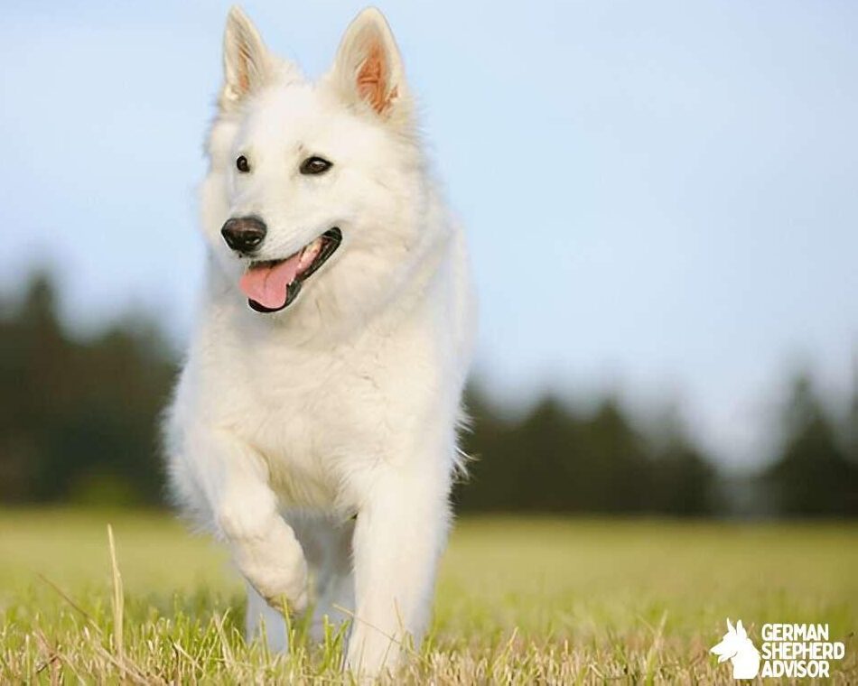 Pure White swiss shepherd