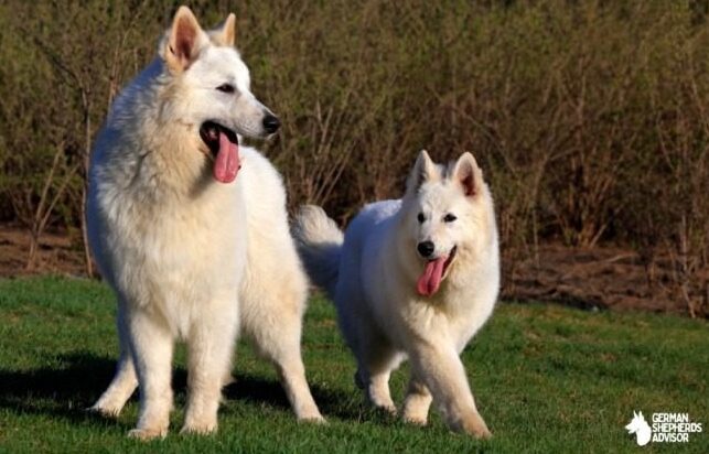 White Swiss Shepherd Berger Blanc Suisse Breed