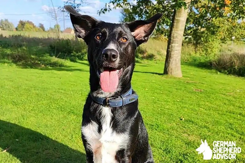 German Shepherd Dalmatian Mix