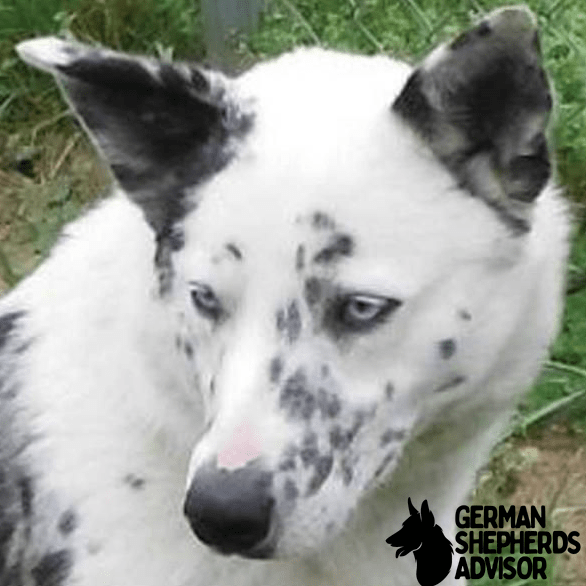 German shepherd Dalmatian mix puppies