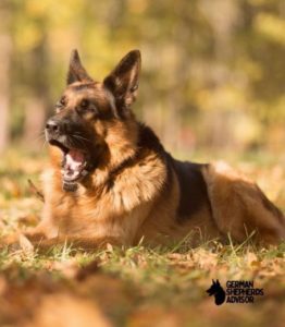 German Shepherd Dog Guide To First time Owners