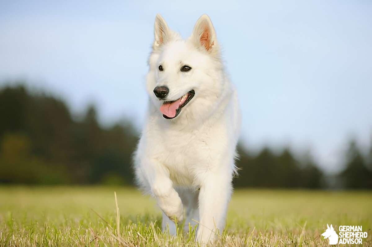 German Shepherd Color Variations What